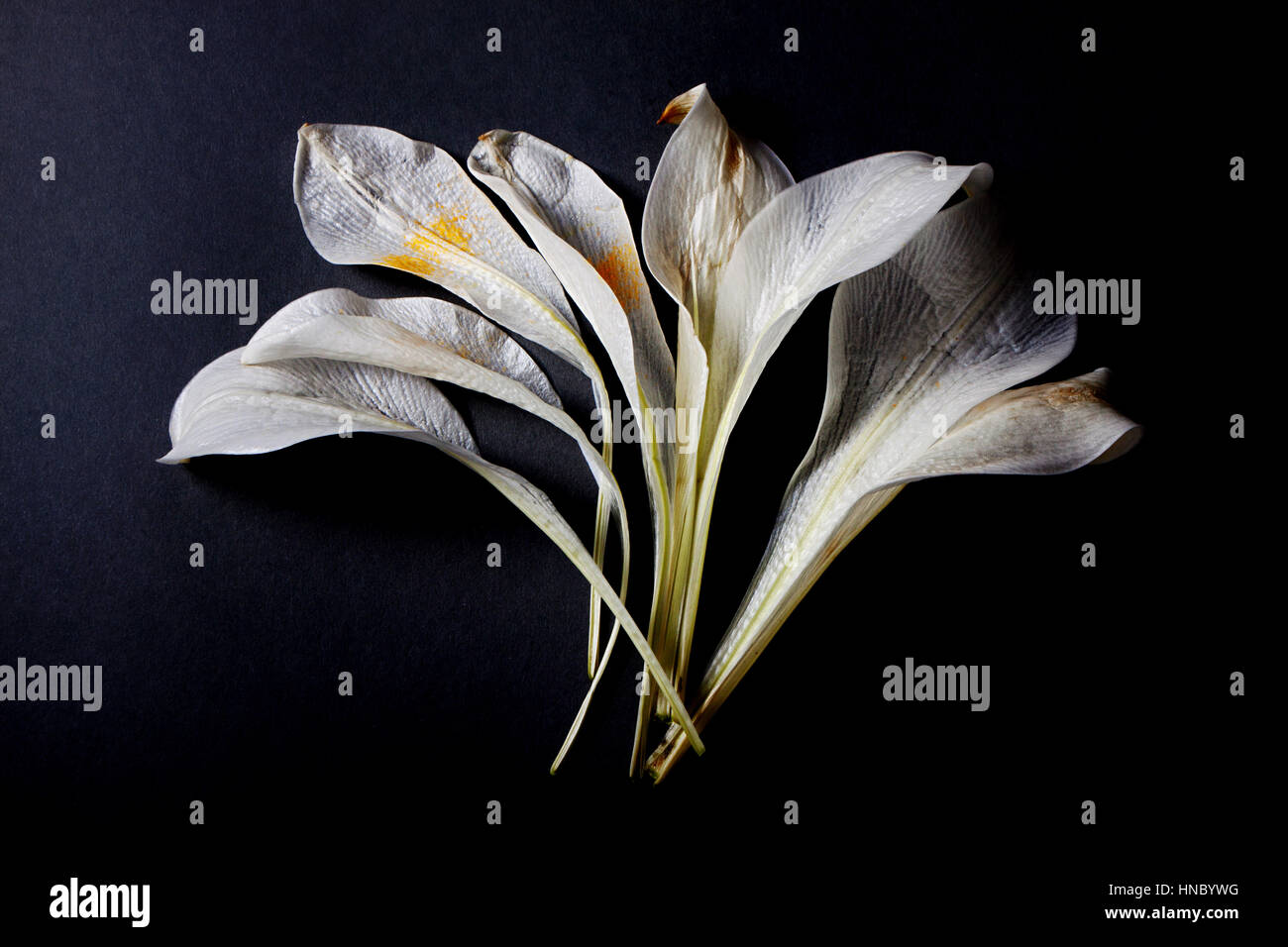 Arrangement des pétales de fleurs lys Banque D'Images