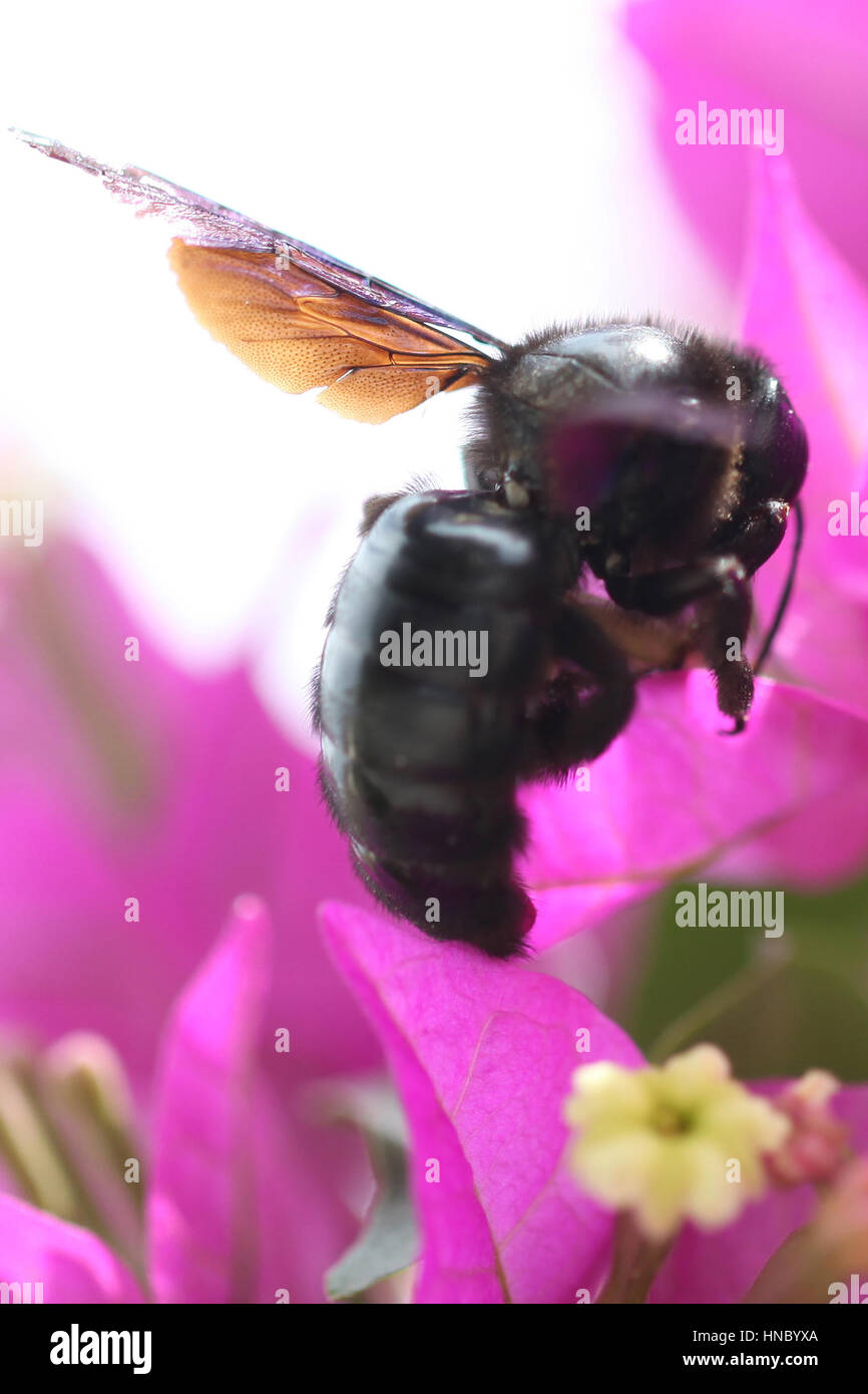 Noir de l'Afrique de l'Abeille sur une fleur, Collo, Skikda, Algérie Banque D'Images