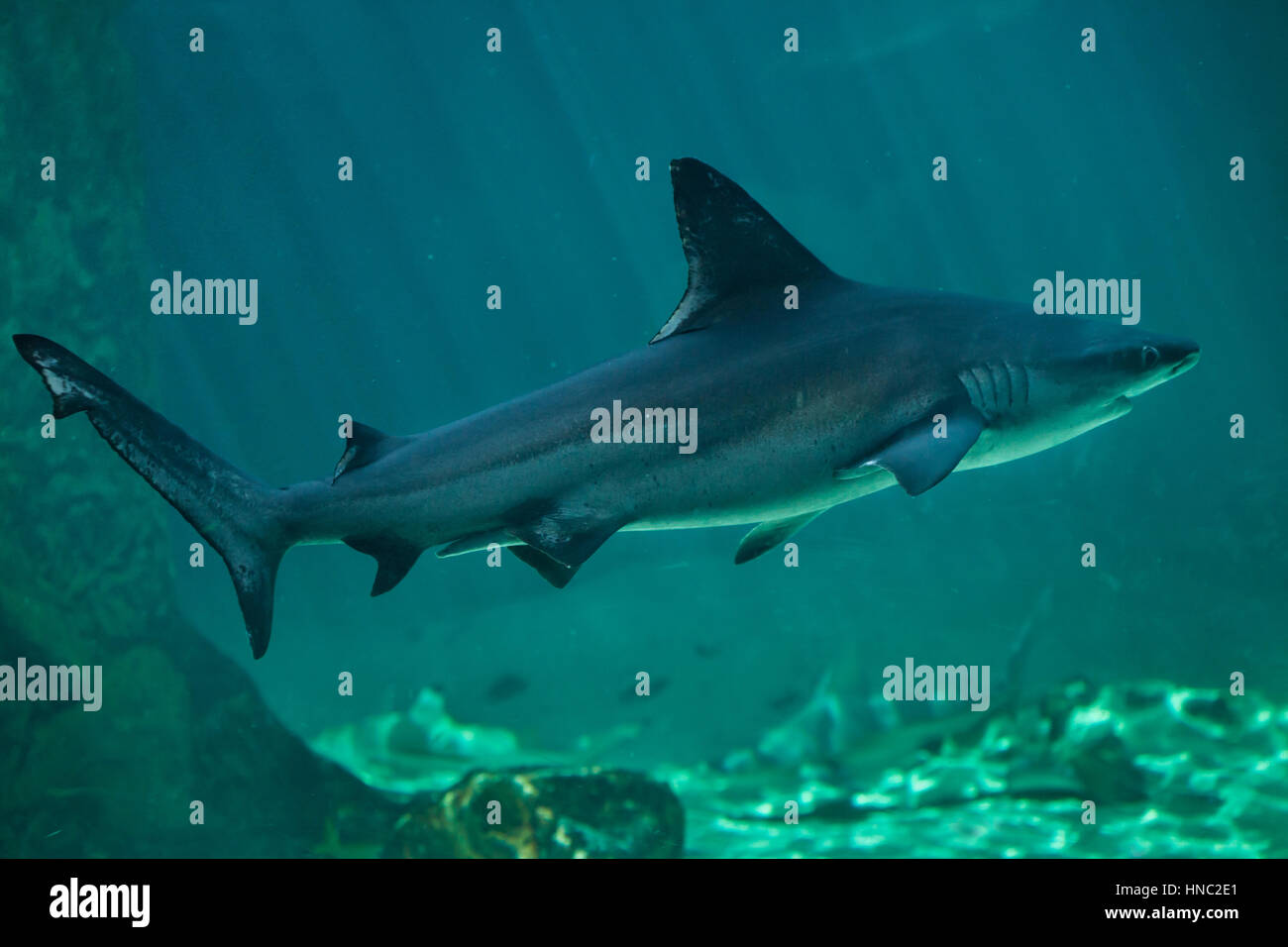 Requin (Carcharhinus plumbeus). Banque D'Images
