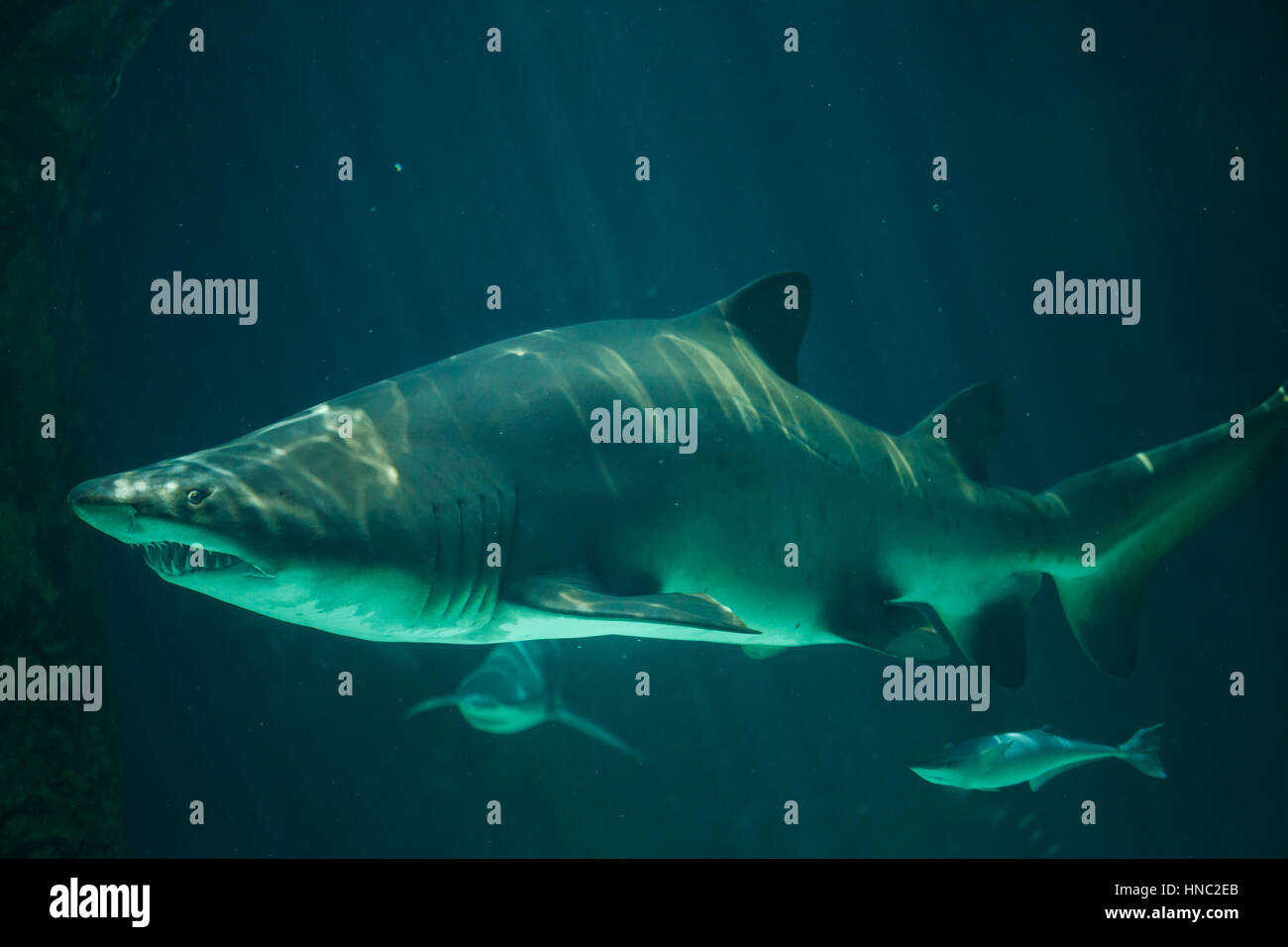 Sand tiger shark (Carcharias taurus), également connu sous le nom de requin nourrice gris. Banque D'Images