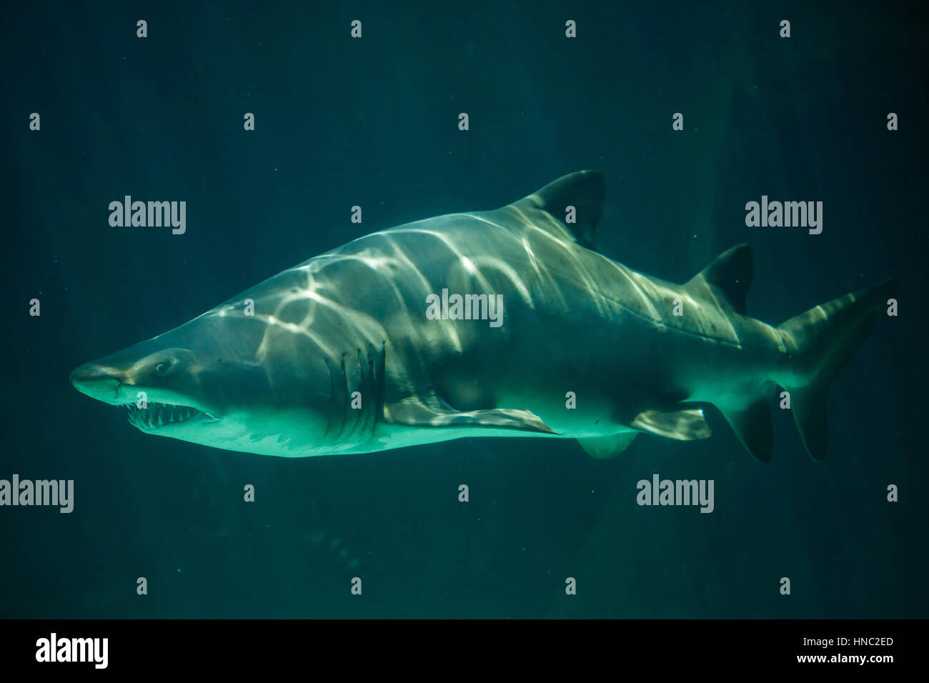 Sand tiger shark (Carcharias taurus), également connu sous le nom de requin nourrice gris. Banque D'Images