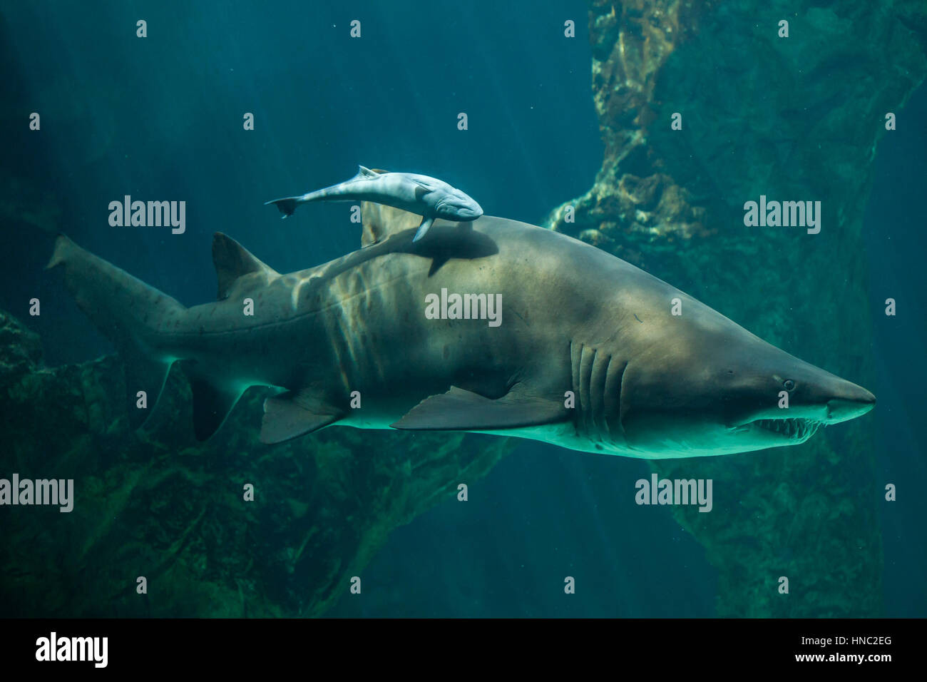 Echeneis naucrates sharksucker (live) et le sand tiger shark (Carcharias taurus), également connu sous le nom de requin nourrice gris. Banque D'Images
