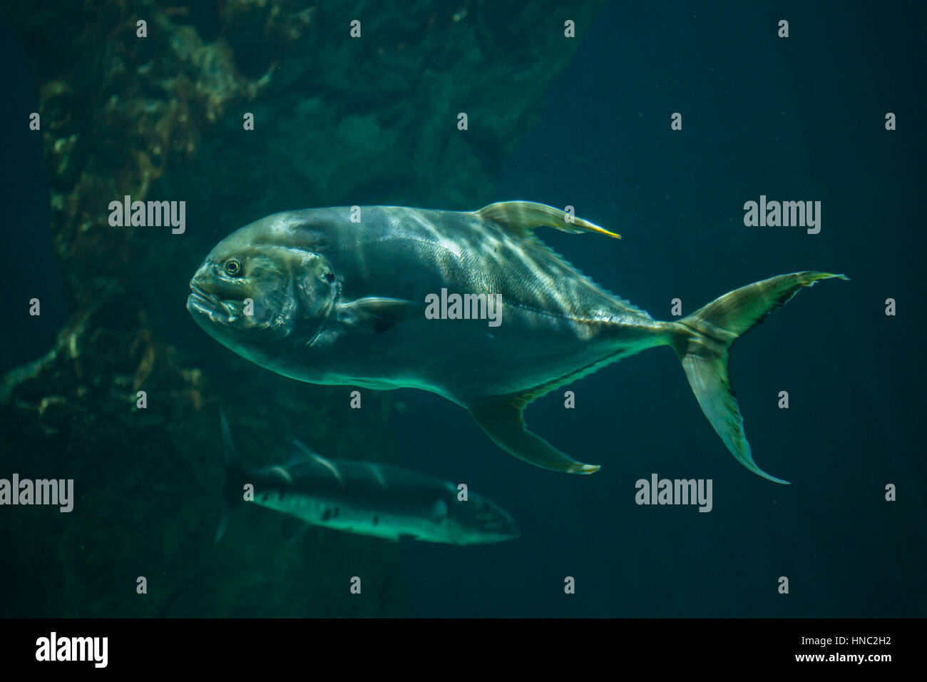 Caranges (Caranx sexfasciatus), aussi connu comme le grand carangues. Banque D'Images