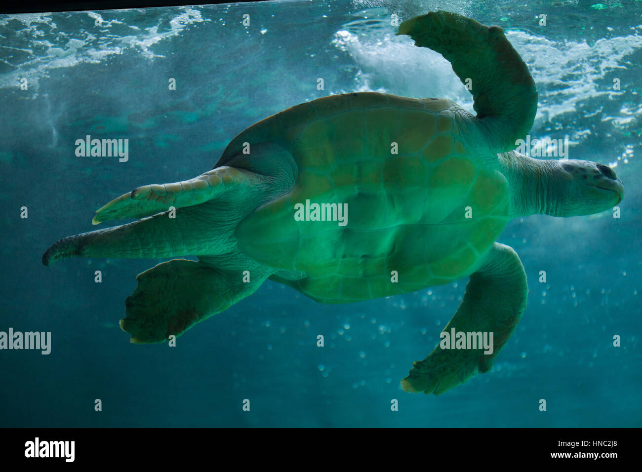 Tortue de mer loggerhead (Caretta caretta), également connu sous le nom de la pie-grièche. Banque D'Images