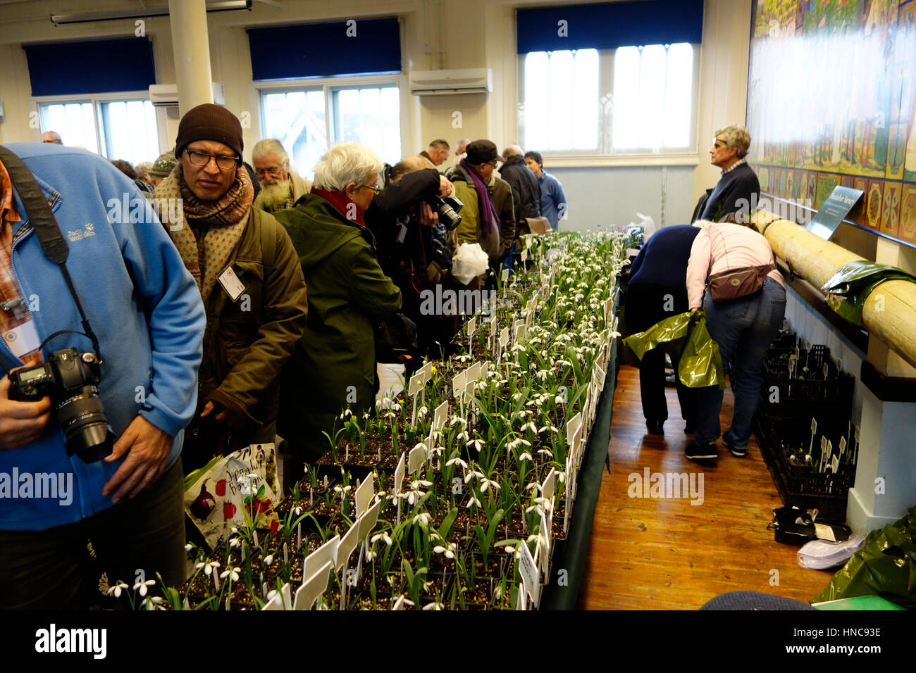 Shaftsbury Guildhall, Shaftesbury, UK. Feb 11, 2017. Galanthophiles (snowdrop fanatiques) séparation avec d'importantes sommes d'argent pour les rares et précieuses, les perce-neige (Galanthus) vendu par les propriétaires de pépinières spécialiste snowdrop de partout dans le Royaume-uni à todays snowdrop festival à Shaftsbury Crédit : John Swithinbank/Alamy Live News Banque D'Images