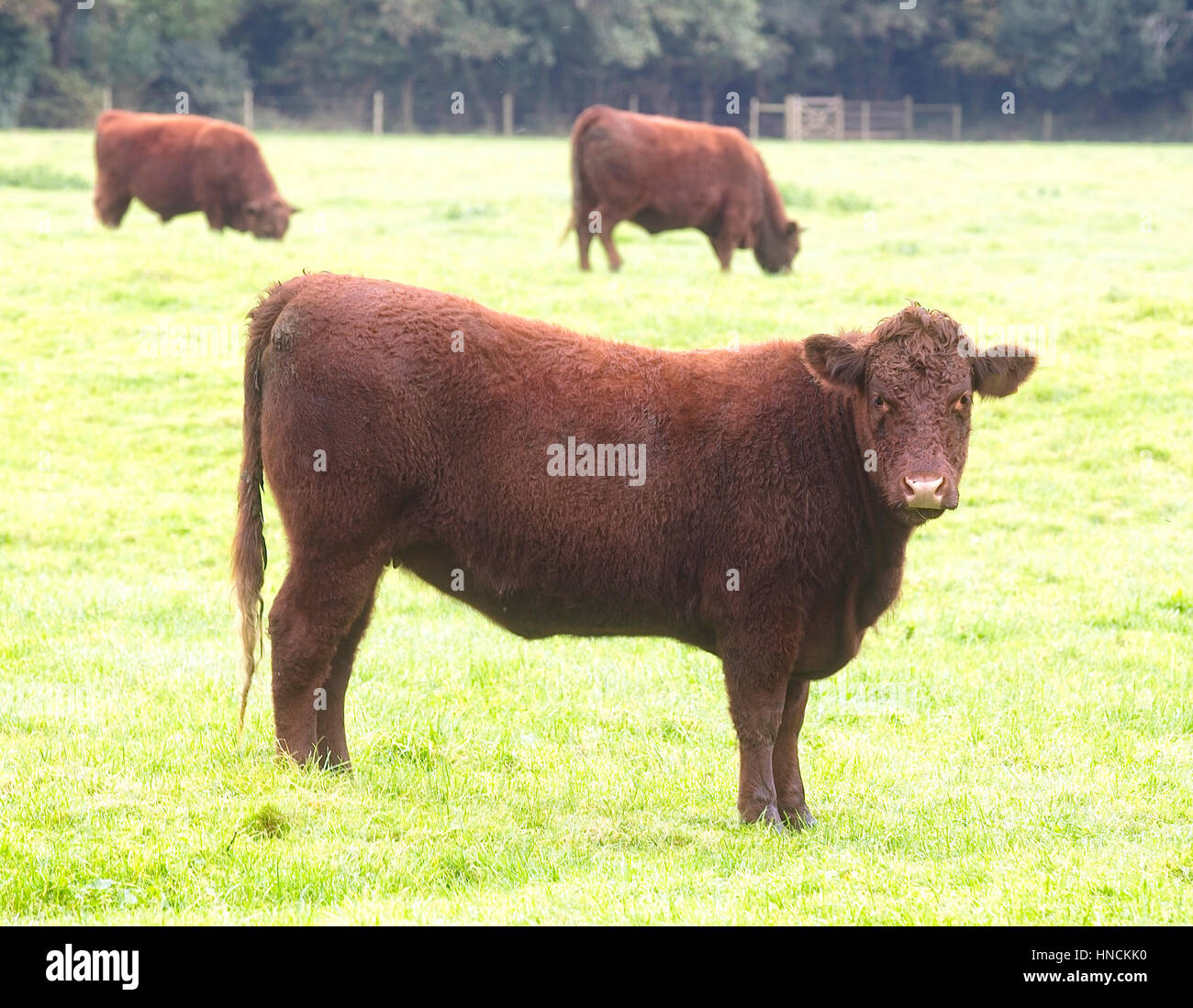 Les jeunes vaches, Ruby Devon North Devon (bovins), près de Ivybridge, Devon, Angleterre, Royaume-Uni. Banque D'Images