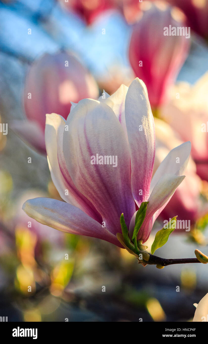 Magnolia fleurs close up avec une faible profondeur de champ sur un arrière-plan flou Banque D'Images