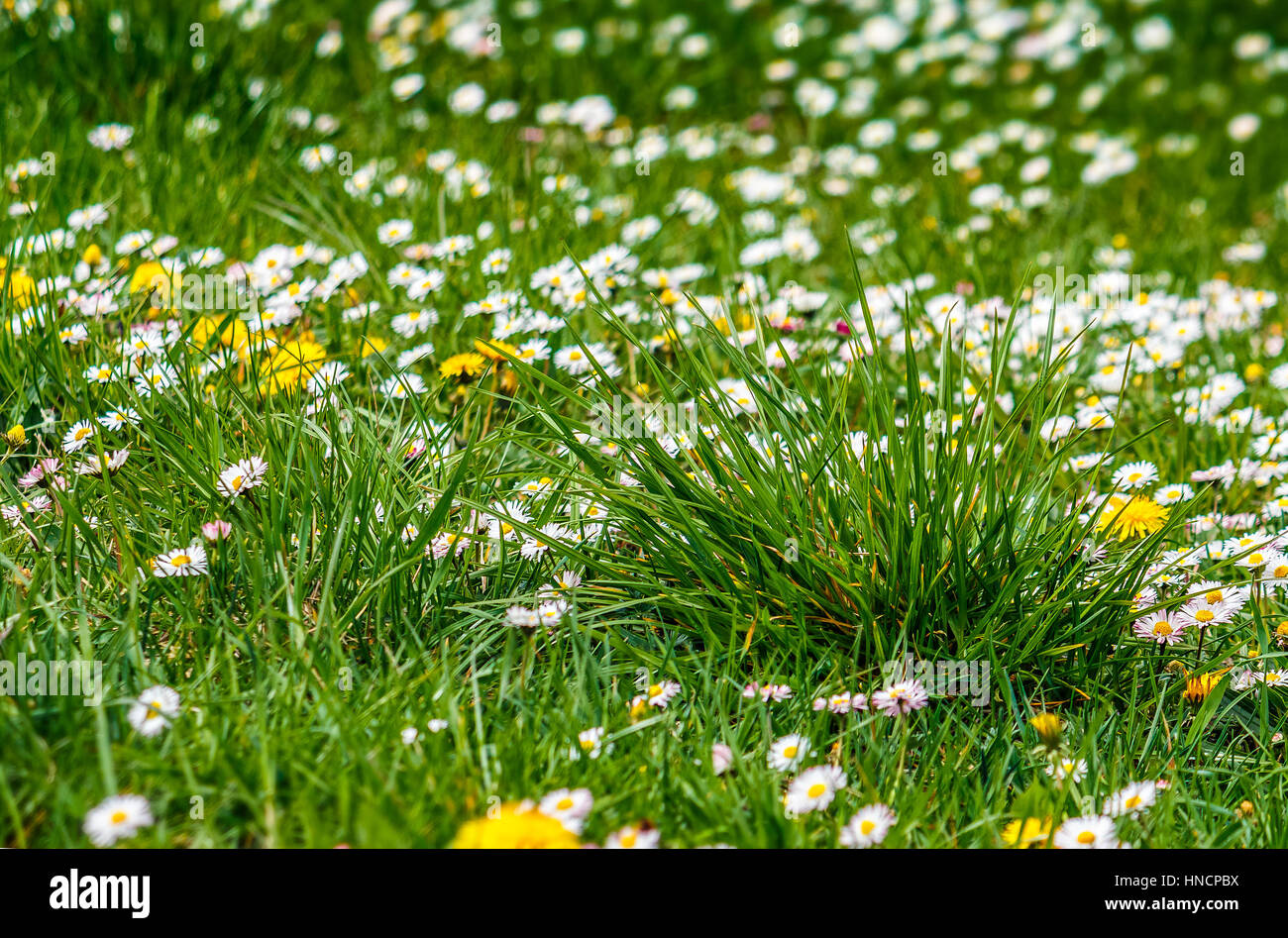 Fleurs jaunes de pissenlit et trèfle blanc fleurs dans l'herbe verte Banque D'Images