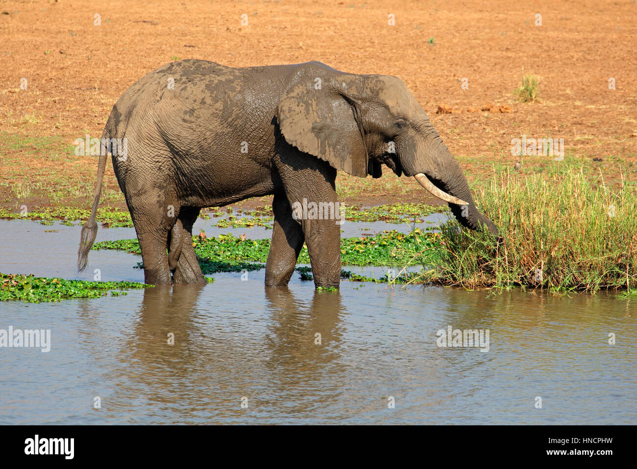 Grand éléphant mâle d'Afrique (Loxodonta africana) se nourrir dans une rivière, Kruger National Park, Afrique du Sud Banque D'Images