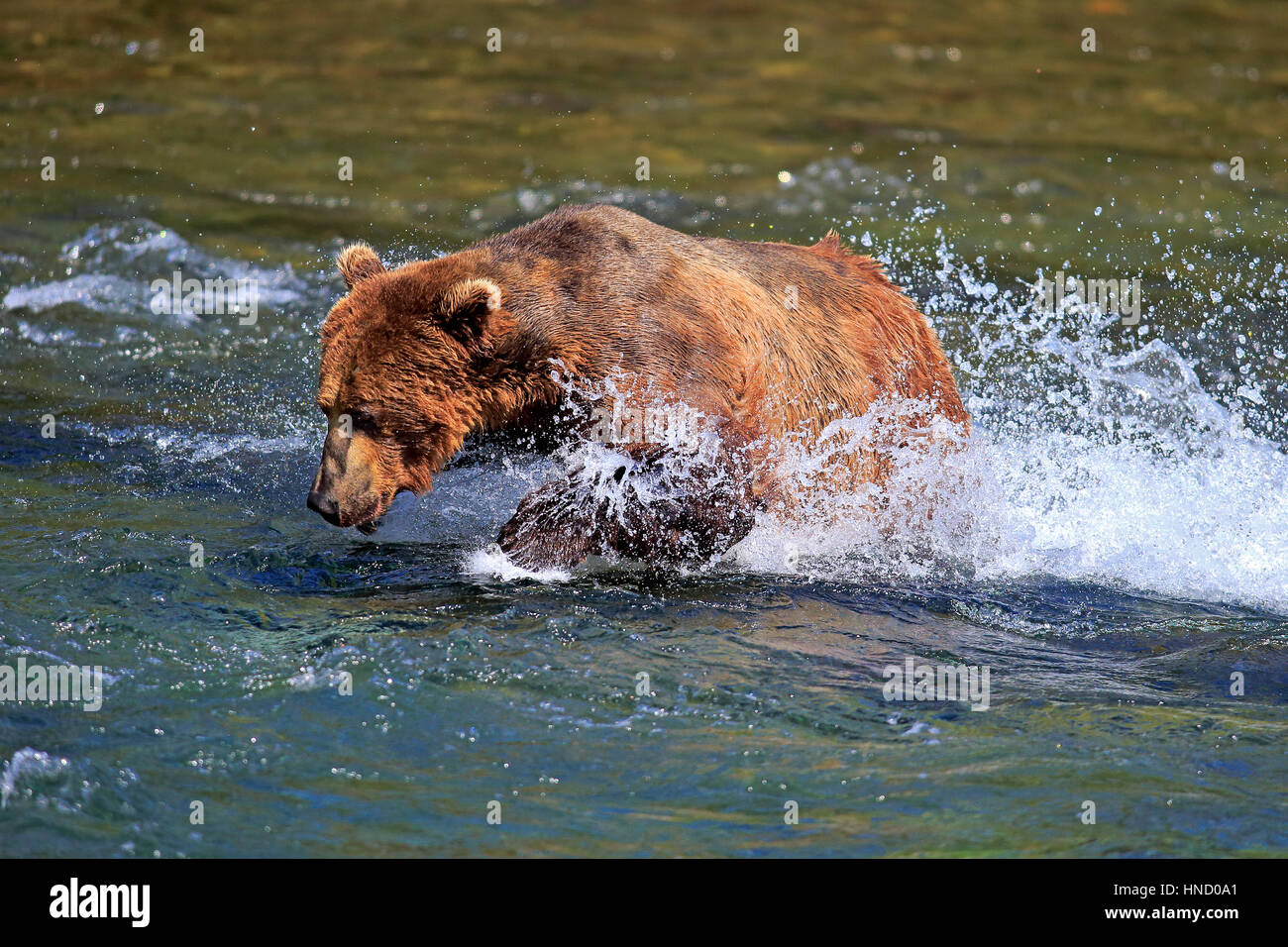 Le grizzli, l'ours (Ursus arctos horribilis), des profils dans l'eau, la chasse, la rivière Brookes Nationalpark Katmai, Alaska, USA, Amérique du Nord Banque D'Images