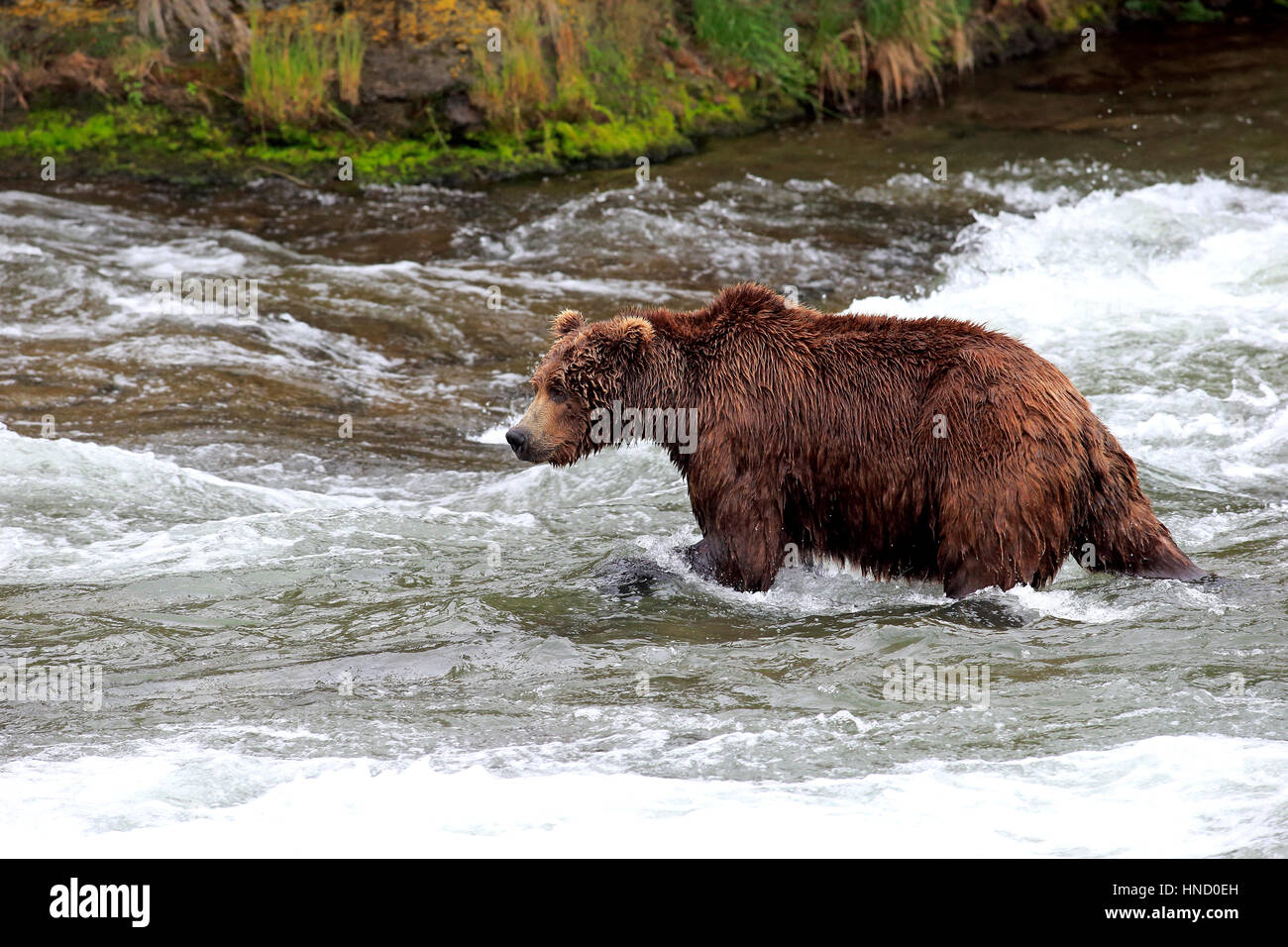 Le grizzli, l'ours (Ursus arctos horribilis), des profils dans l'eau, la chasse, la rivière Brookes Nationalpark Katmai, Alaska, USA, Amérique du Nord Banque D'Images