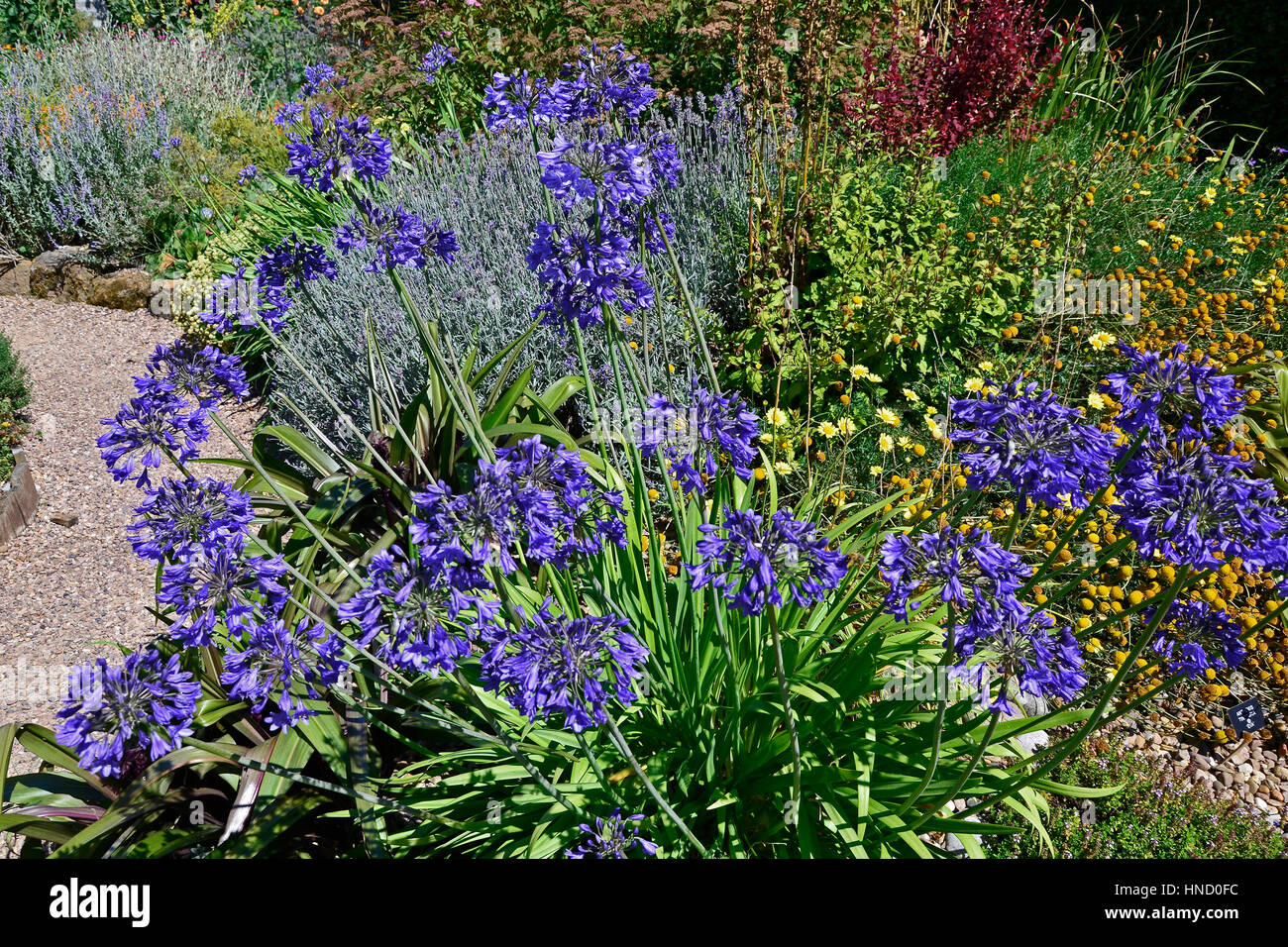 Un Chalet jardin fleur frontière avec la plantation mixte dont la Verveine bonariensis verbascum et Mullen Banque D'Images