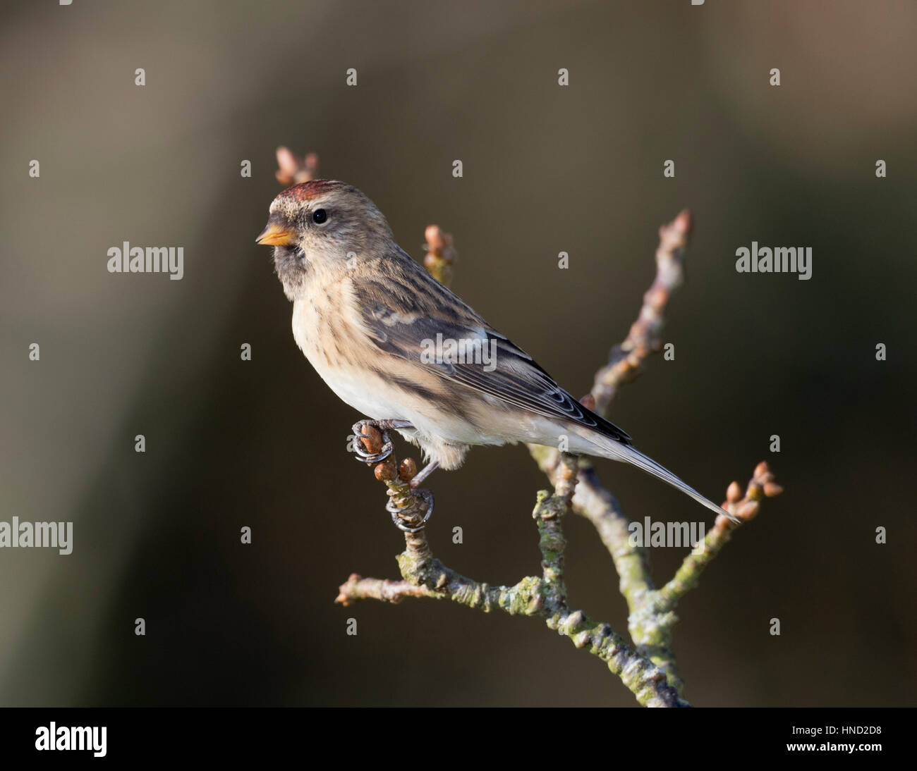 Sizerin flammé (Carduelis flammea) sur un lichen couverts) de la direction générale de l'UK,hiver,2017 Banque D'Images
