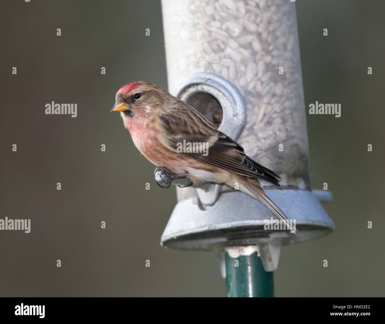 Sizerin flammé (Carduelis flammea),, sur un jardin,alimentation,Pays de Galles uk,2017 Banque D'Images