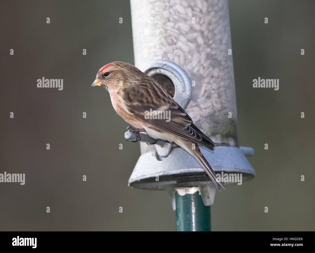 Sizerin flammé (Carduelis flammea),, sur un jardin,alimentation,Pays de Galles UK,2017 Banque D'Images