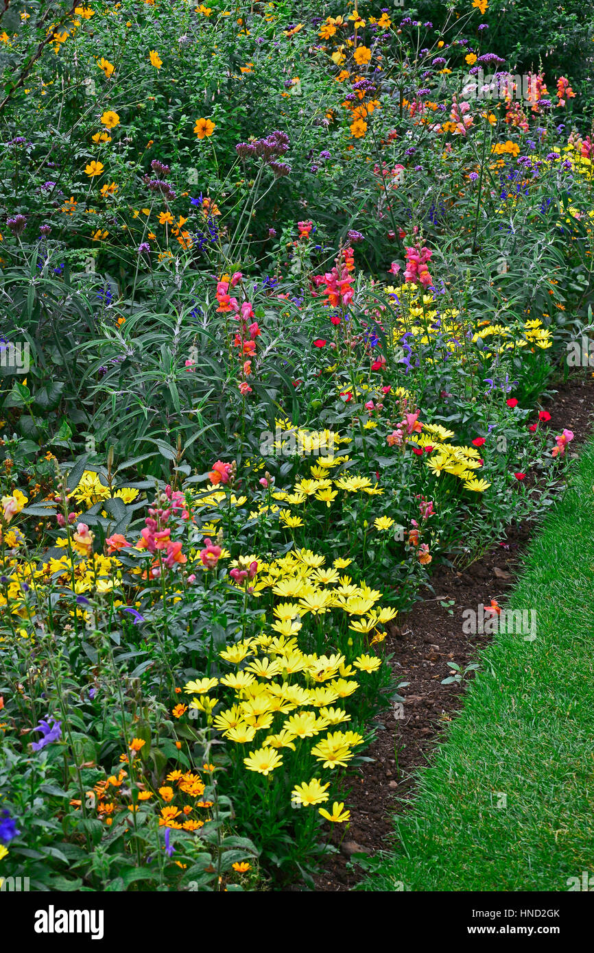 Frontière coloré de fleurs avec la plantation mixte dont jaune Daisy et Antirrhinums Banque D'Images