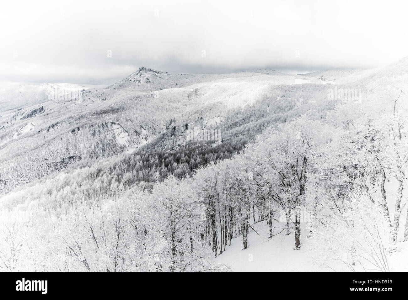 Paysage d'hiver dans le Mont Zao que situé sur le Yamagata-Miyagi,Japon préfectures Banque D'Images