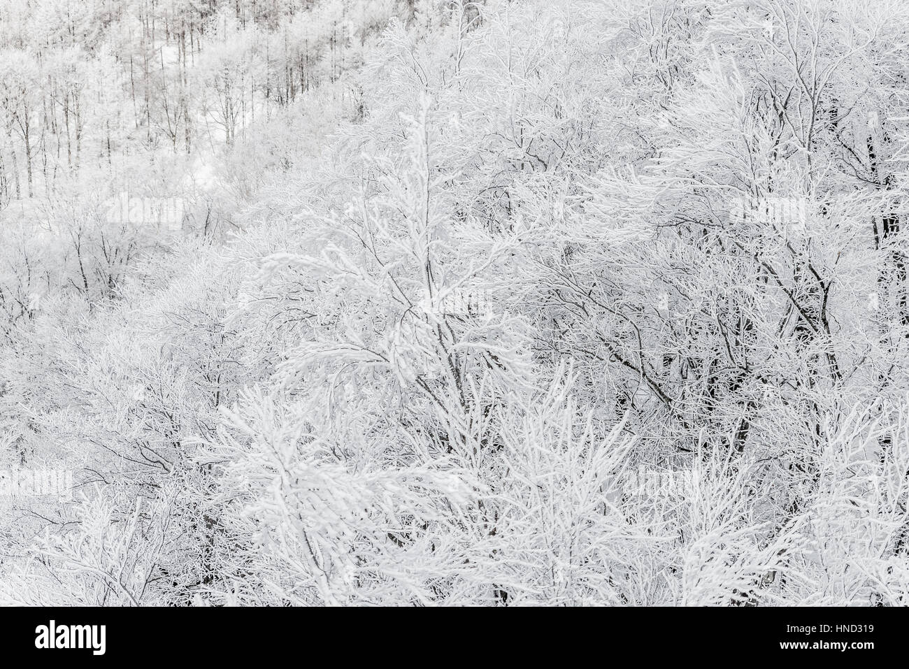 Paysage d'hiver dans le Mont Zao que situé sur le Yamagata-Miyagi,Japon préfectures Banque D'Images