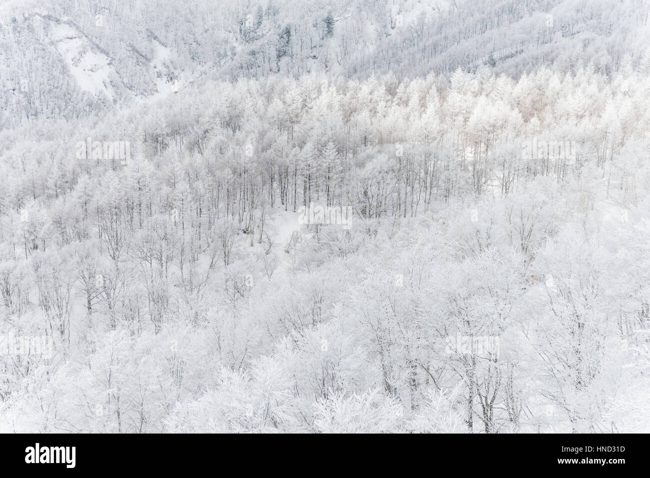 Paysage d'hiver dans le Mont Zao que situé sur le Yamagata-Miyagi,Japon préfectures Banque D'Images
