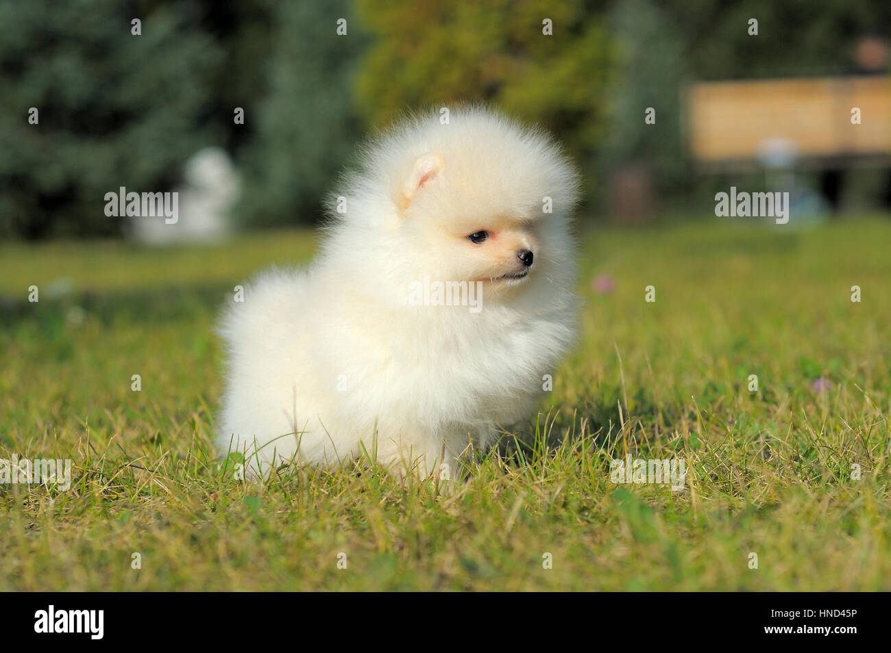 Portrait d'shpitz pomeranian sur l'herbe Banque D'Images