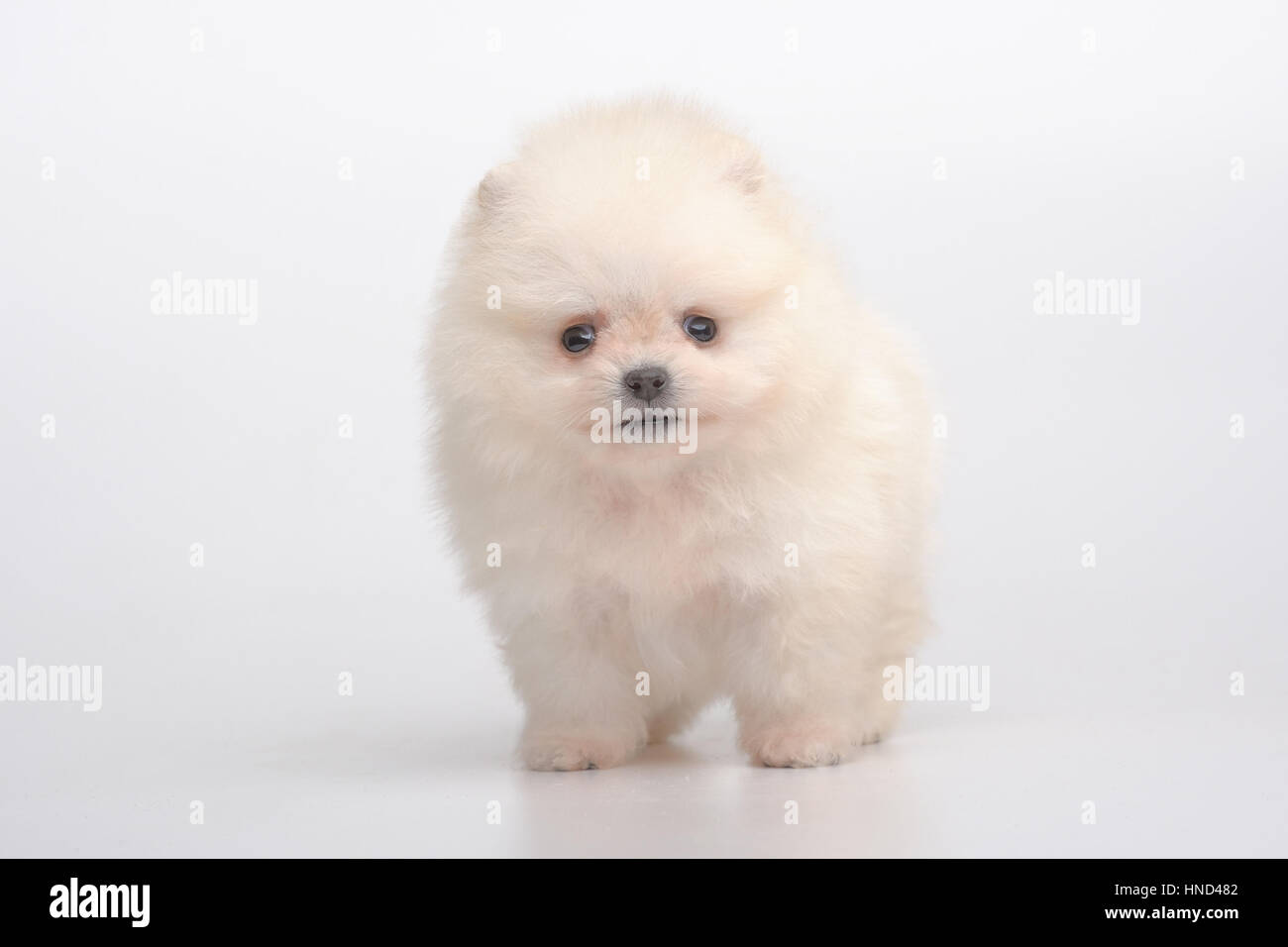 Portrait d'shpitz pomeranian sur gris Banque D'Images