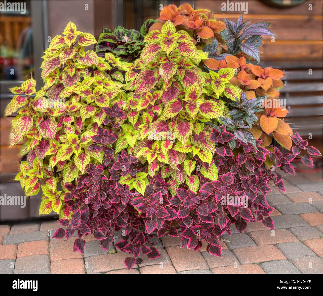 Un mélange de Coleus dans un récipient. Banque D'Images