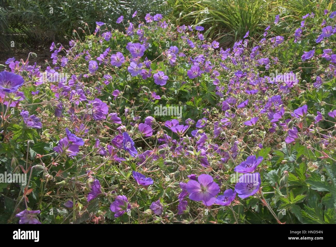 Rozanne trois géraniums en fleurs Banque D'Images