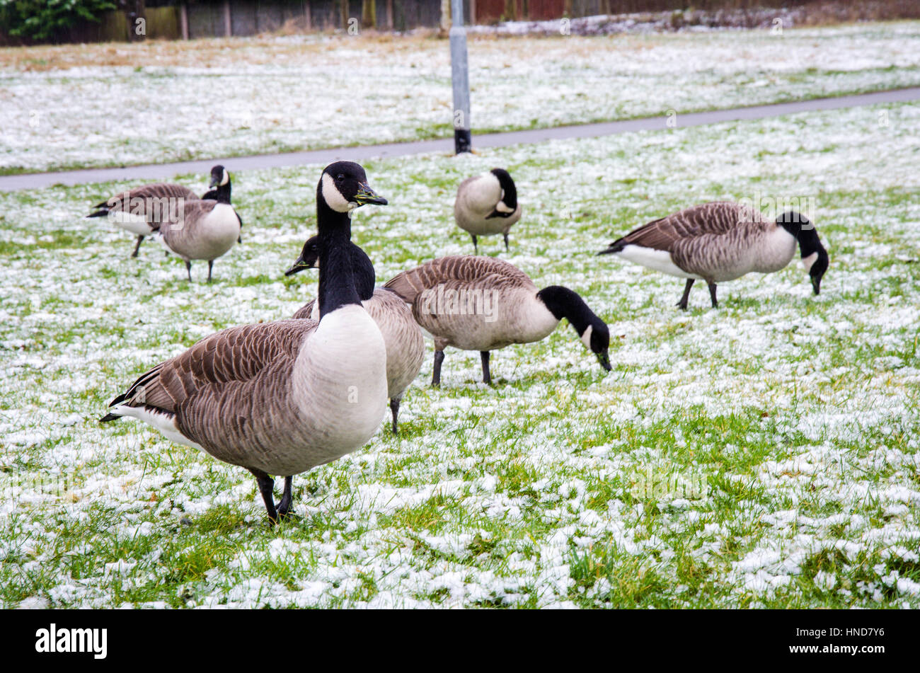 Les bernaches du Canada qui se nourrissent de l'herbe couverte de neige. Banque D'Images