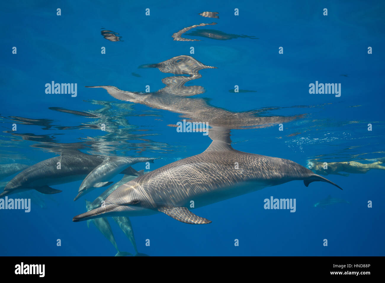 Le dauphin nage Banque de photographies et d’images à haute résolution — free download