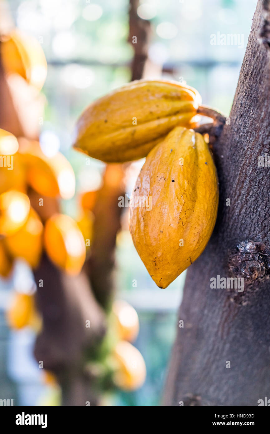 Arbre généalogique sur les gousses de cacao jaune Banque D'Images