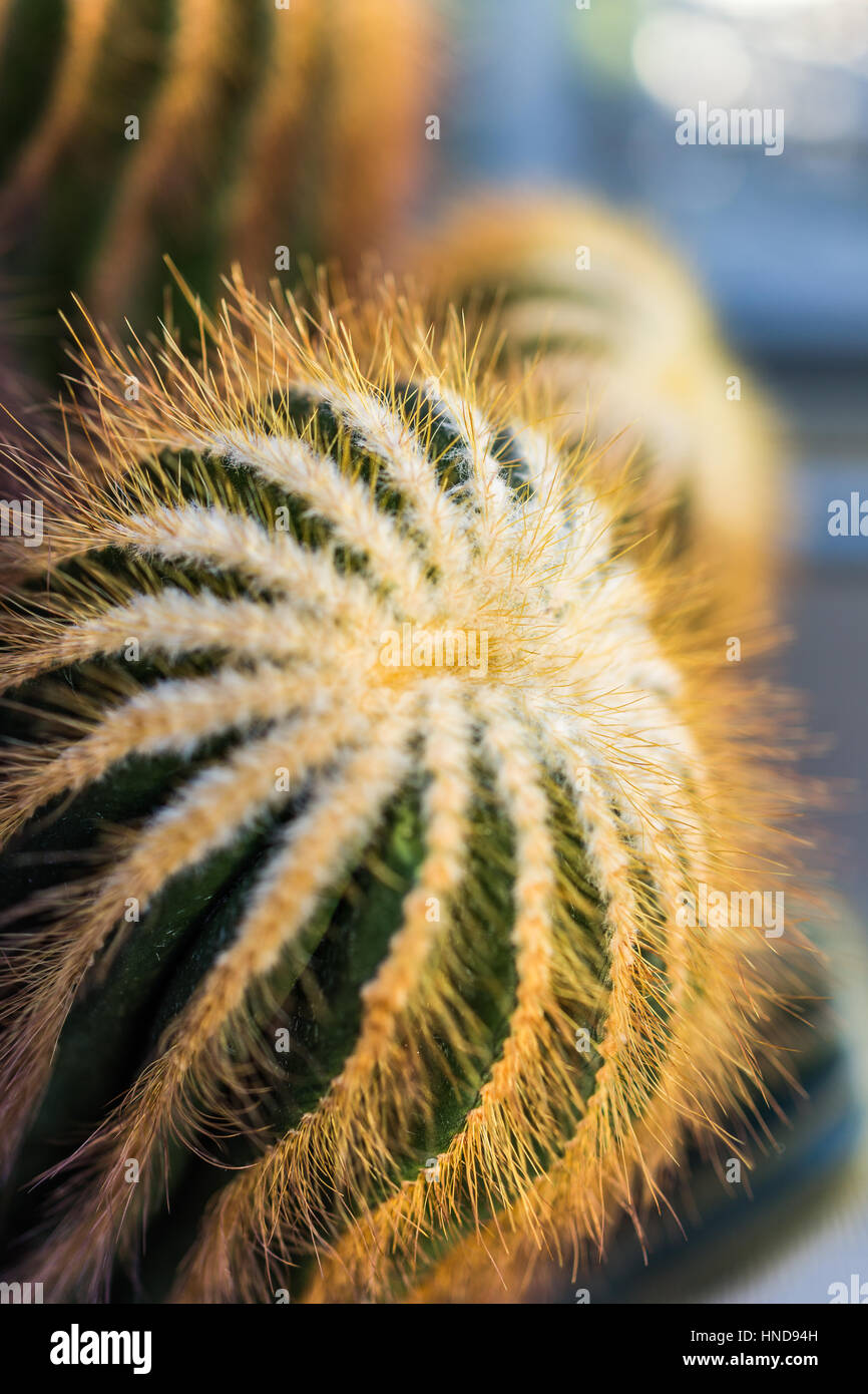 Gros plan macro de cactus du cerveau avec beaucoup d'aiguilles Banque D'Images
