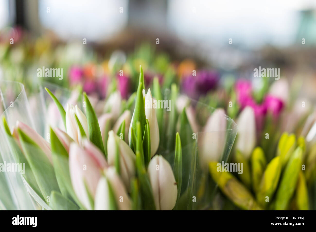 De nombreux bouquets de tulipes fermé vu de côté Banque D'Images