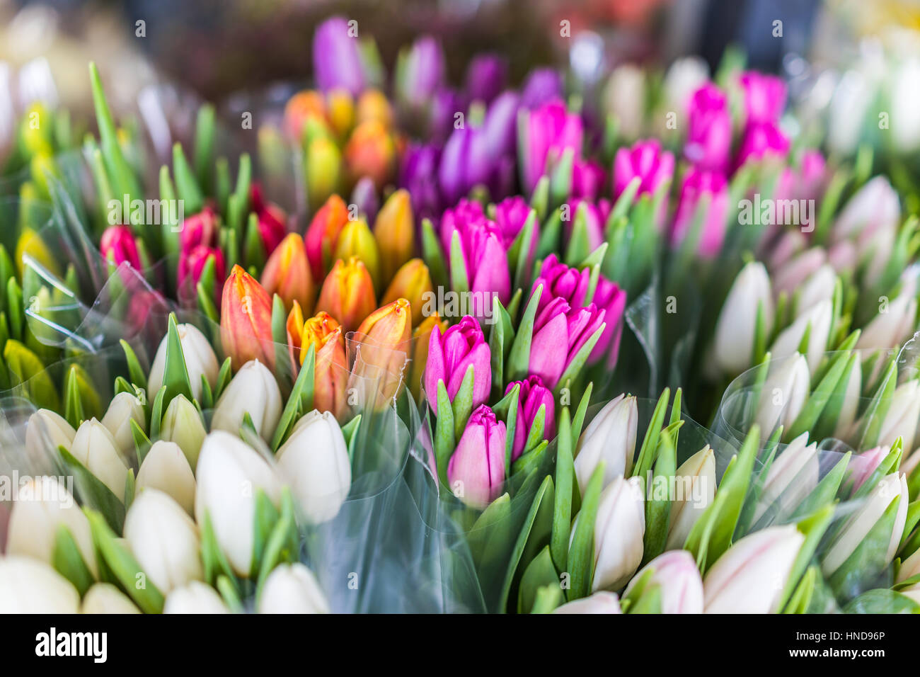 De nombreux bouquets de tulipes fermées en emballage plastique Banque D'Images