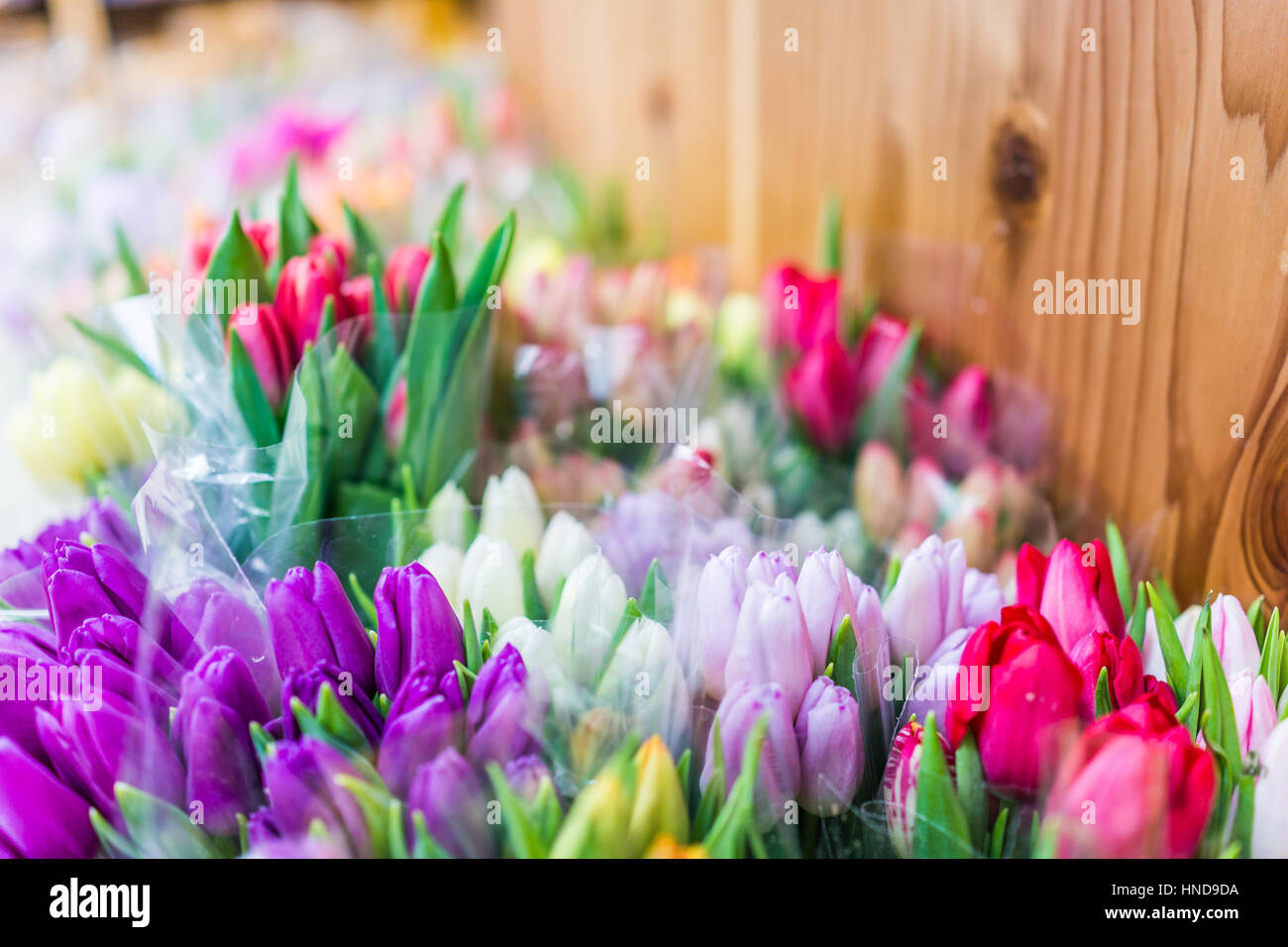 De nombreux bouquets de tulipes fermé vu de côté Banque D'Images