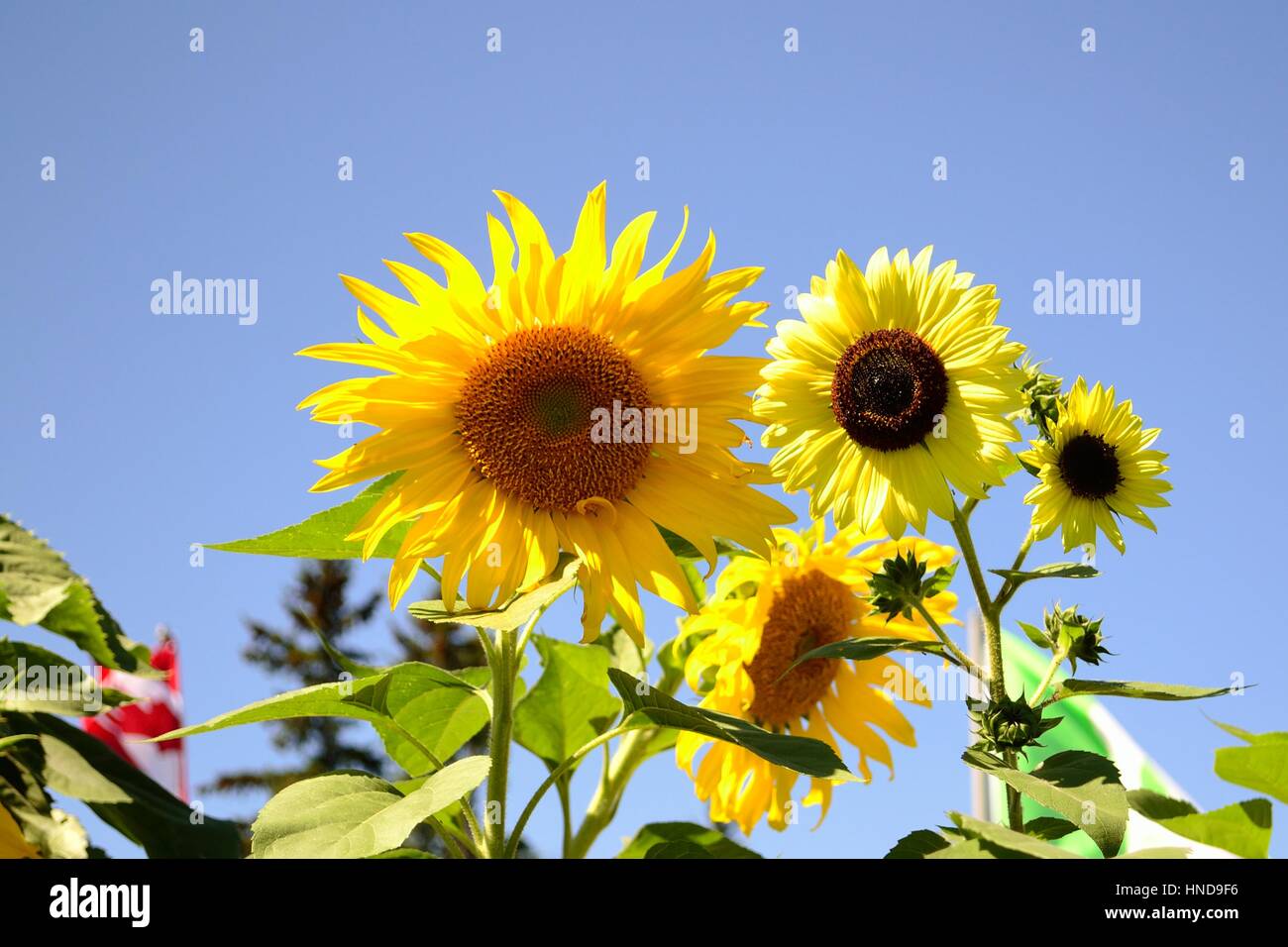 De nombreux tournesols avec drapeau Canadien en arrière-plan Banque D'Images