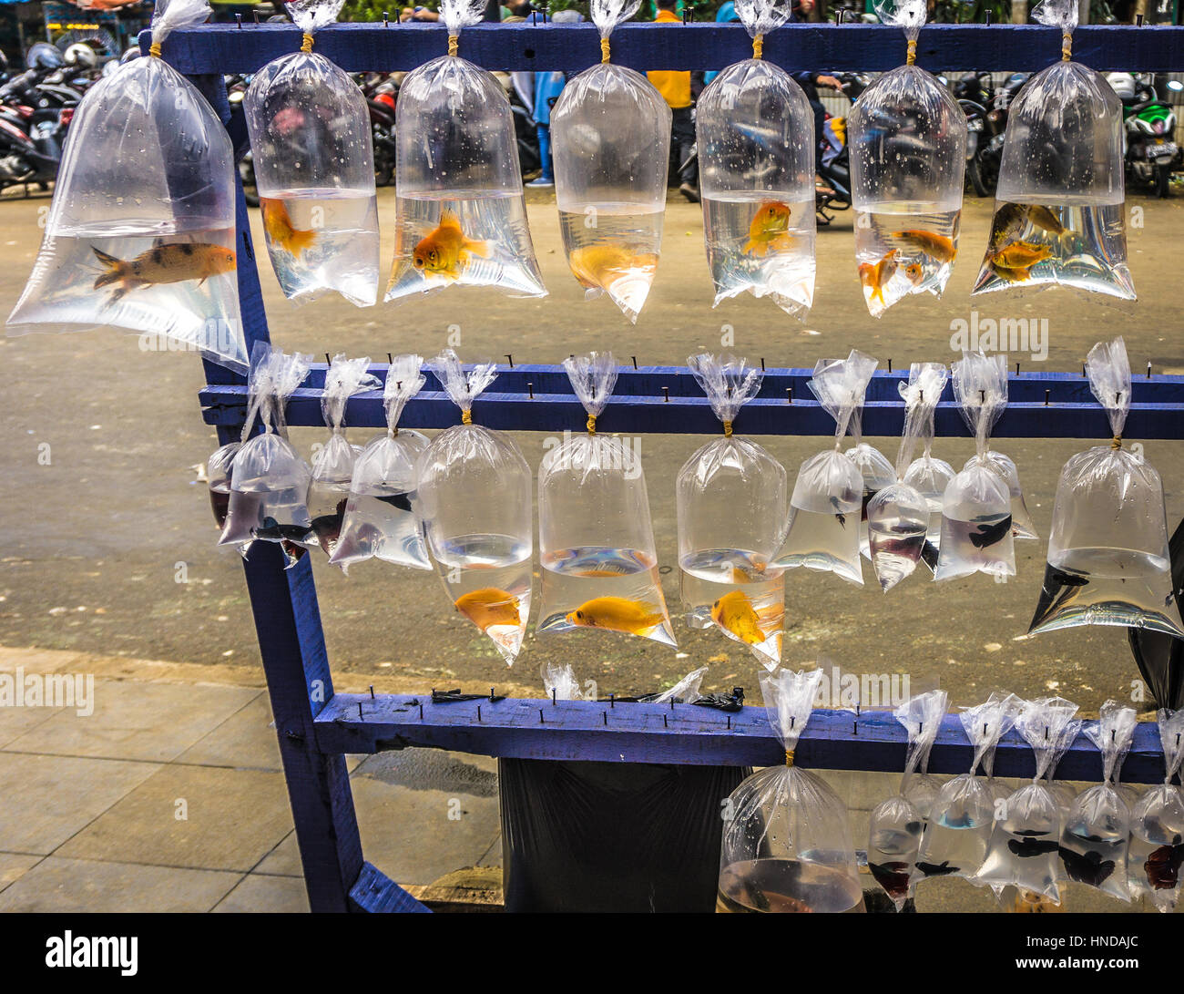 Vente de beaux poissons dans une pellicule de plastique pour poissons décoratifs photo prise à Bogor Java Indonésie Banque D'Images