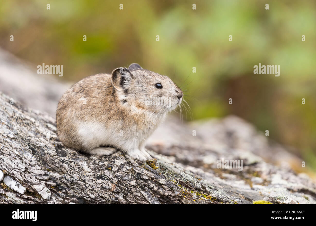 Un collier (pika Ochotona collaris) est assis sur un rocher couvert de lichens dans le parc national Denali, Alaska Banque D'Images