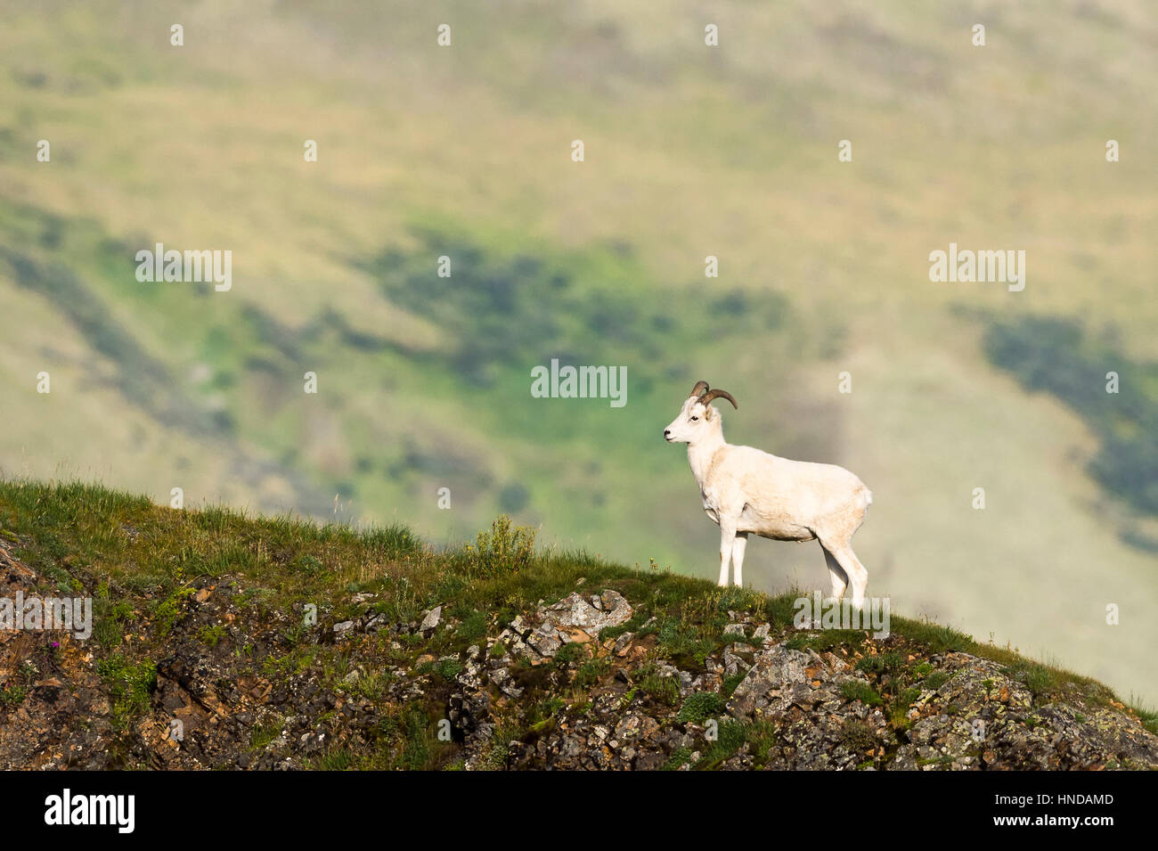 Un jeune mouflon de Dall (Ovis dalli) ram se dresse sur une crête verte dans le parc national Denali, en Alaska. Banque D'Images