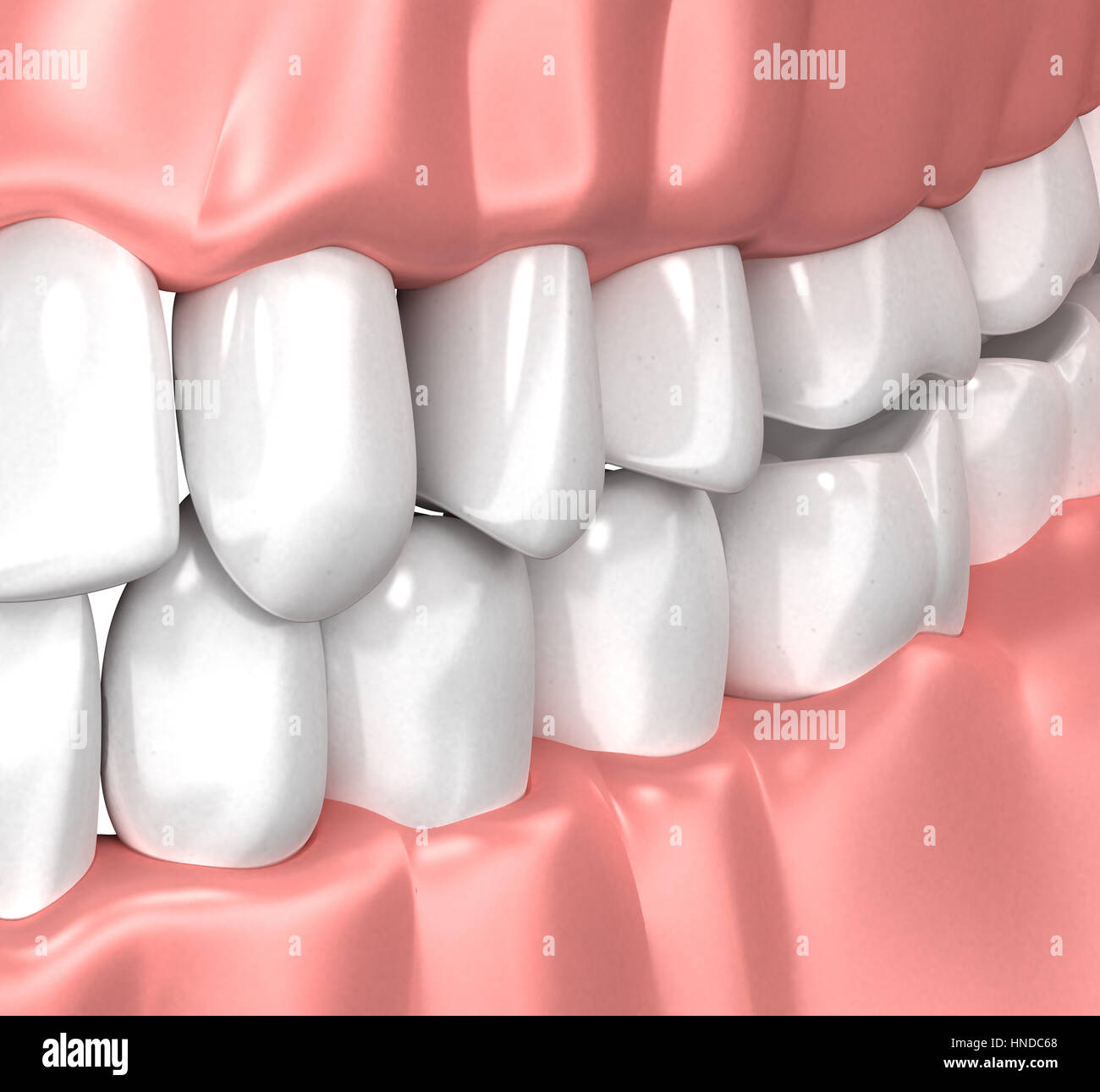 L'anatomie des dents Gum Bouche - 3d illustration Banque D'Images