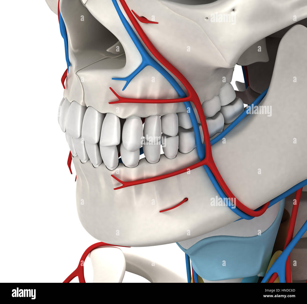 L'anatomie masculine circulatoire tête - 3D illustration Banque D'Images