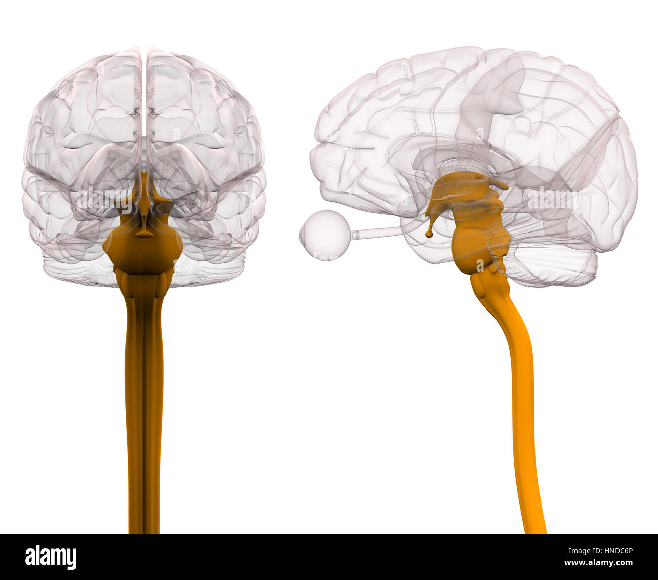 L'anatomie du cerveau de la moelle épinière - 3d illustration Banque D'Images