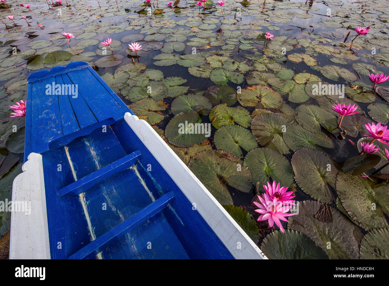 Red Lotus Lake Kumphawapi près de Udon Thani est un lac spécial officiellement appelé Nong Han Kumphawapi s'appellent les thaïlandais Talay Bua Daeng signification : Banque D'Images