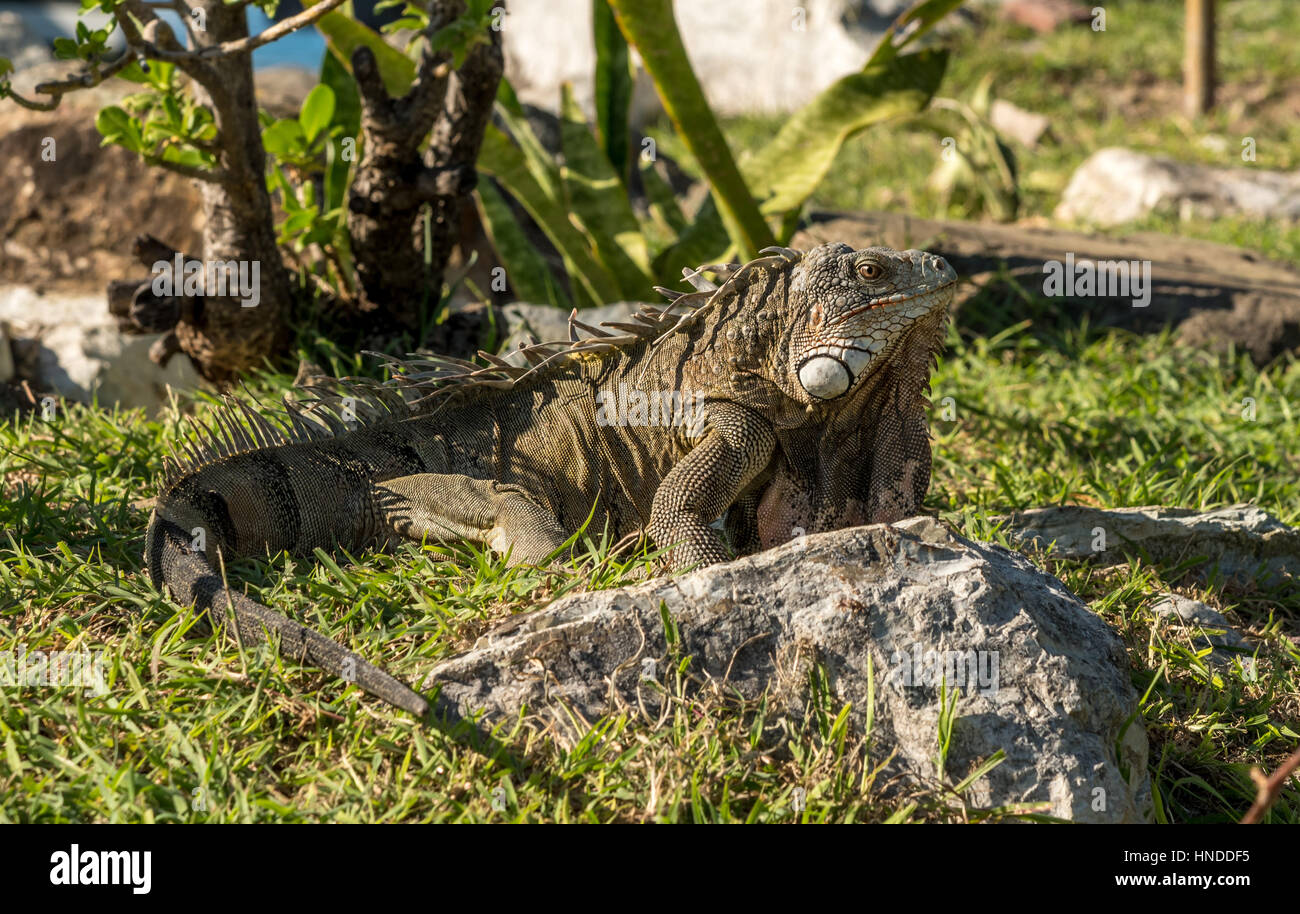 Iguane sauvage, st. Martin (saint Martin, Antilles Banque D'Images