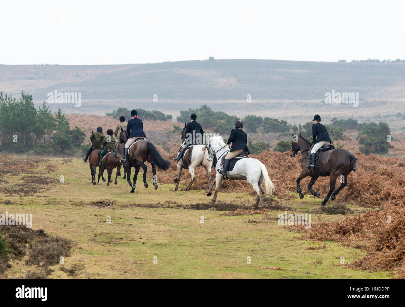 Chasse sur les sentiers dans la New Forest, Hampshire, Royaume-Uni. Après une odeur prévue à l'avance. Banque D'Images