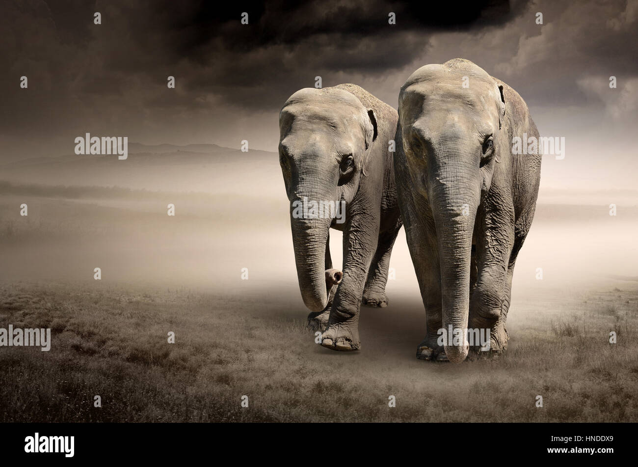 Paire d'éléphants en mouvement. Image peut être utilisé à plusieurs fins comme : contexte, bandeaux web, le matériel promotionnel, toile imprimer Banque D'Images