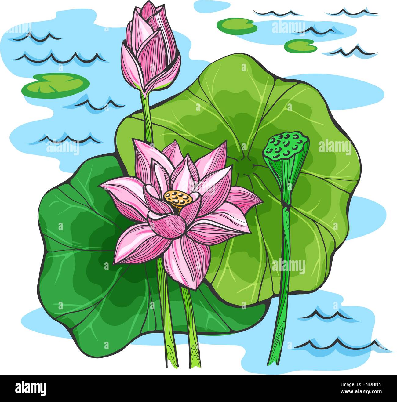 Croquis de couleur vecteur des fleurs de lotus Image Vectorielle Stock