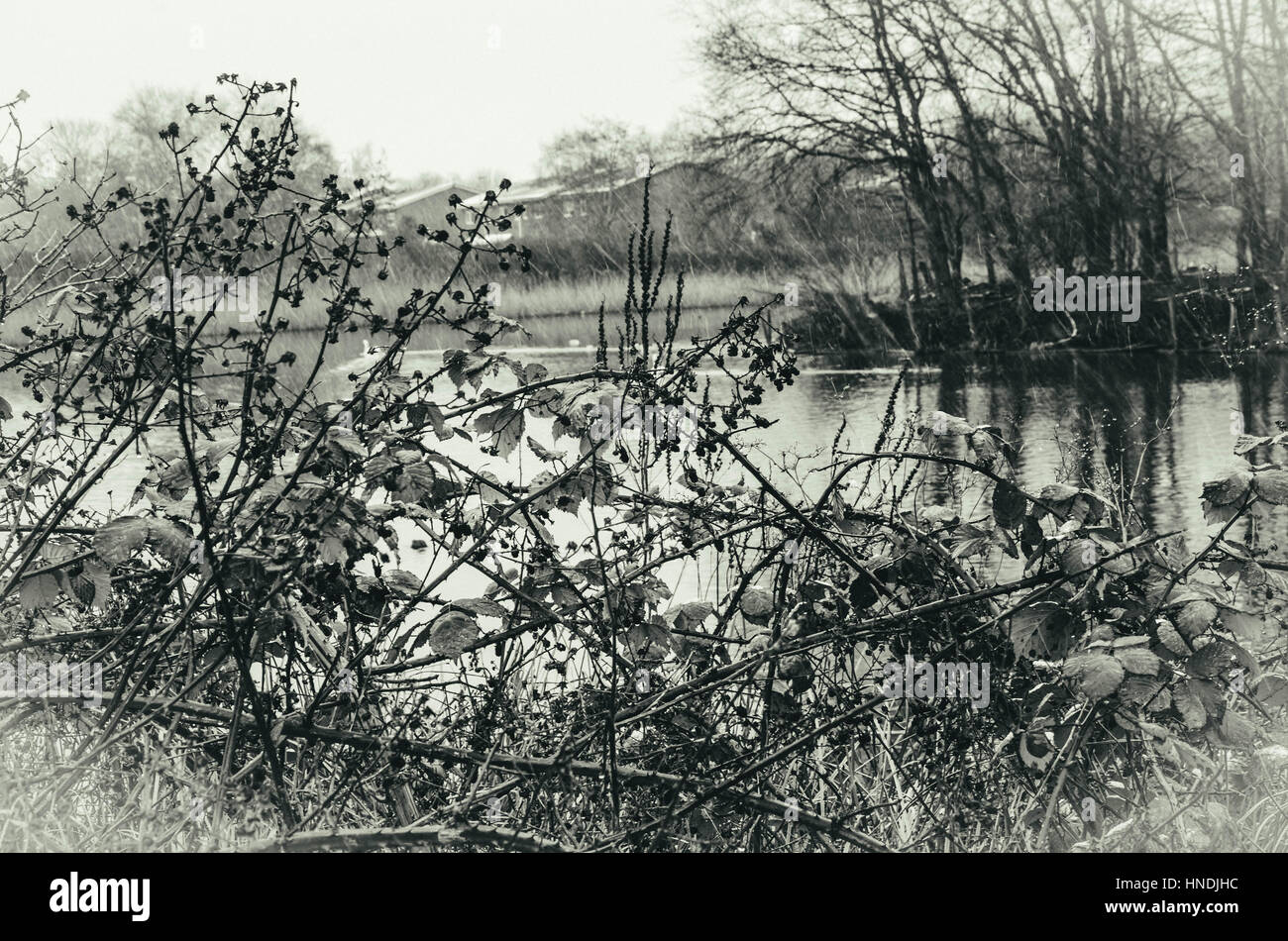 La partie supérieure du lac de tonne à South Staffordshire envahi par les mauvaises herbes et les ronces avec au premier plan. Banque D'Images