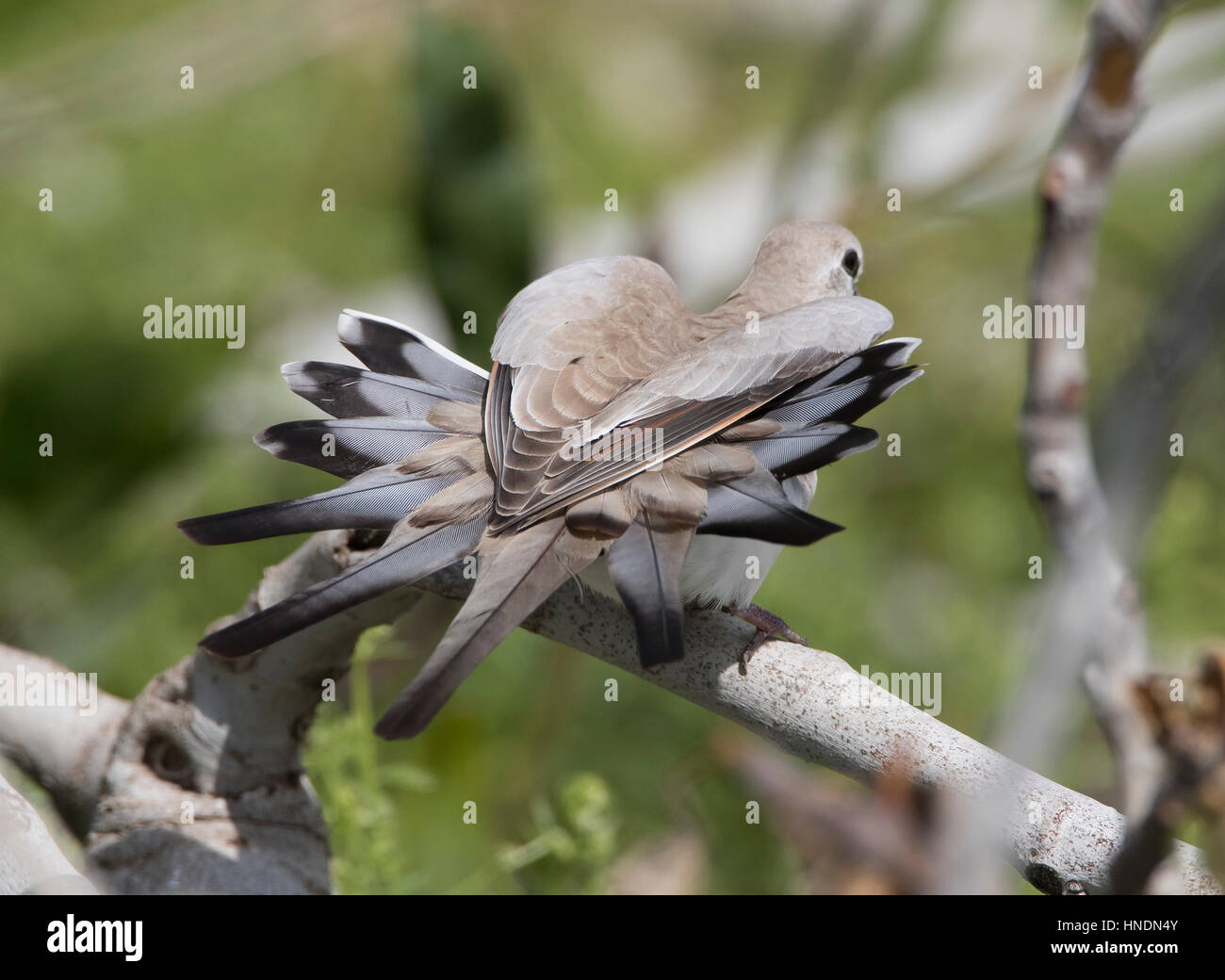 Namaqua Dove Oena capensis femelle vagabond Chypre Printemps Banque D'Images