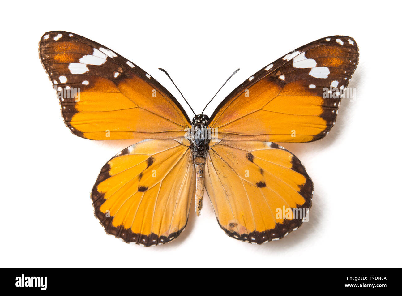 Papillon brun isolé sur fond blanc Banque D'Images