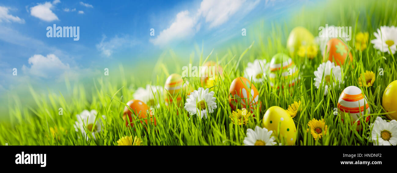Les œufs de Pâques et du printemps dans le champ de fleurs Banque D'Images